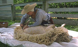 sheep shearing